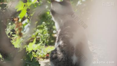 树丛里的猫4K实拍